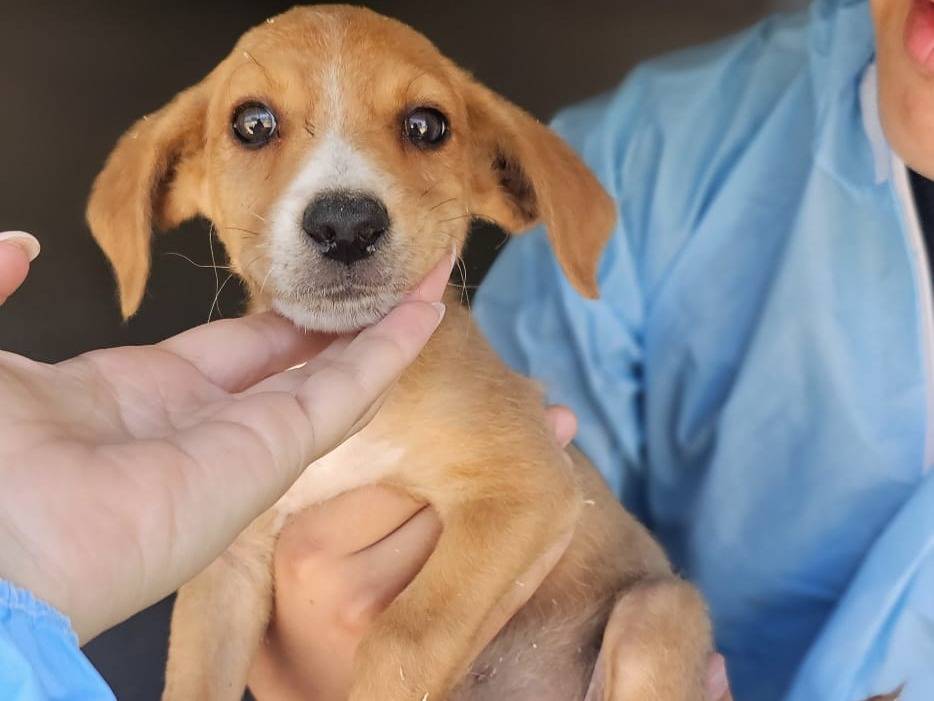 Adozione cane, maschio, Razza sconosciuta Razza sconosciuta, 2 mesi, taglia media contenuta, Napoli
