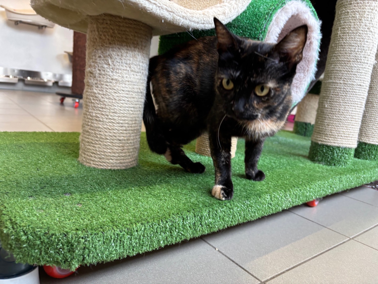 Adozione gatto, femmina, Razza sconosciuta Razza sconosciuta, 2 anni e 4 mesi, taglia non valida, Brescia