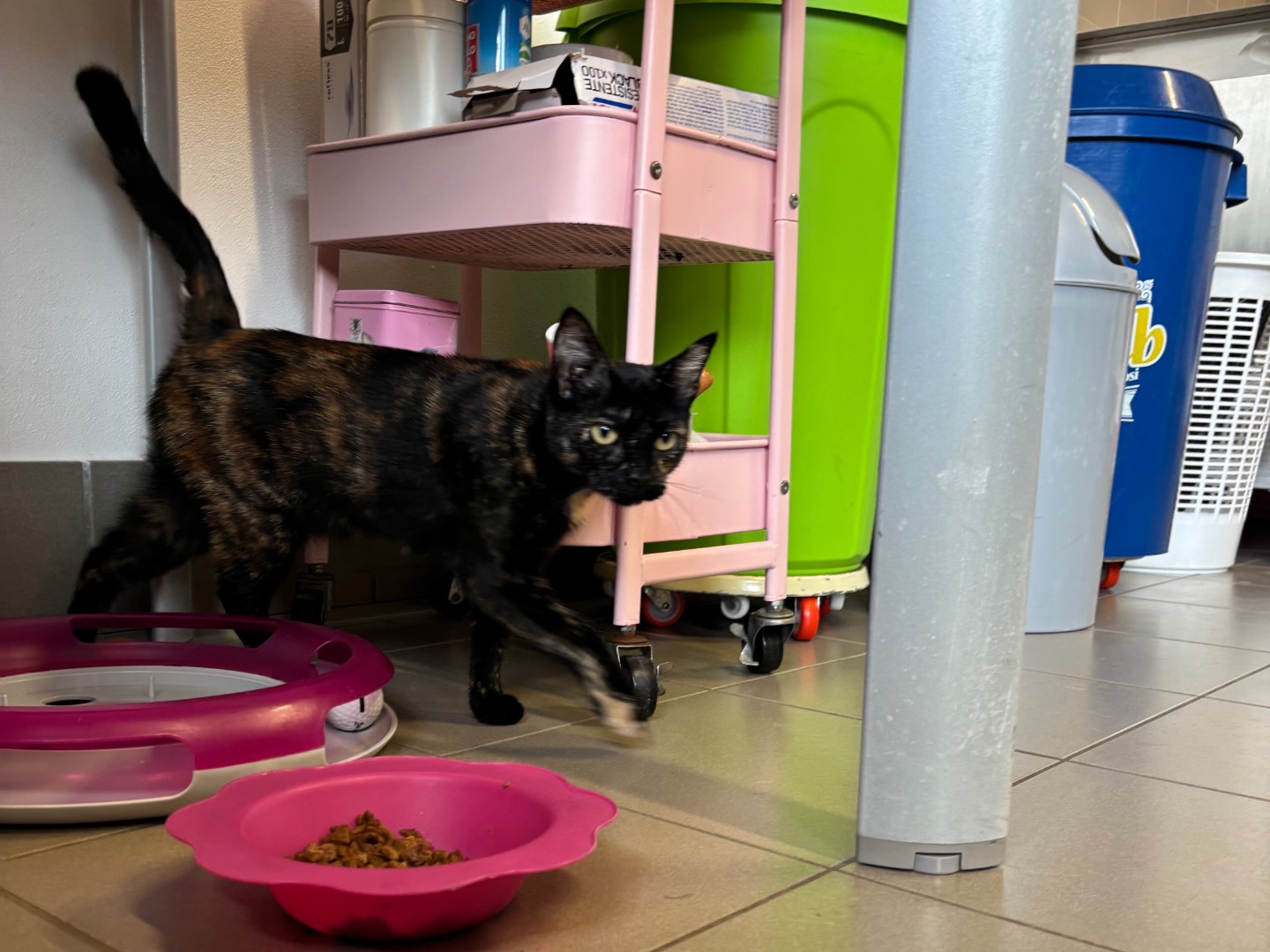 Adotta un gatto, femmina, 2 anni e 4 mesi, Brescia