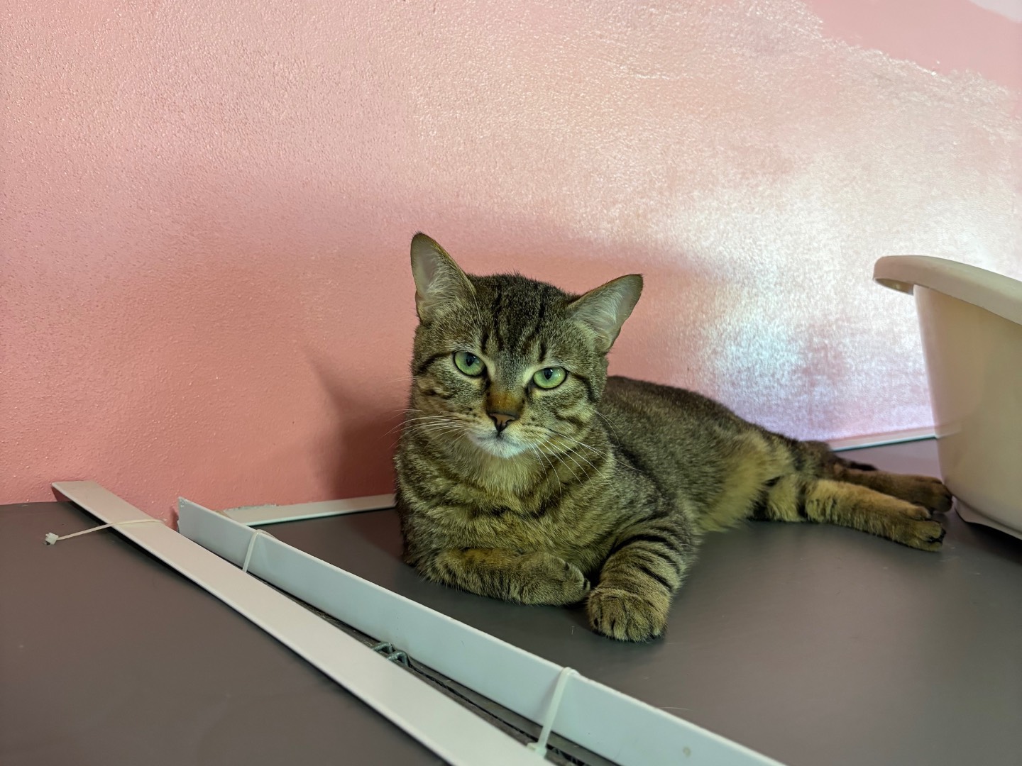 Adozione gatto, maschio, Razza sconosciuta Razza sconosciuta, 10 mesi, taglia non valida, Brescia