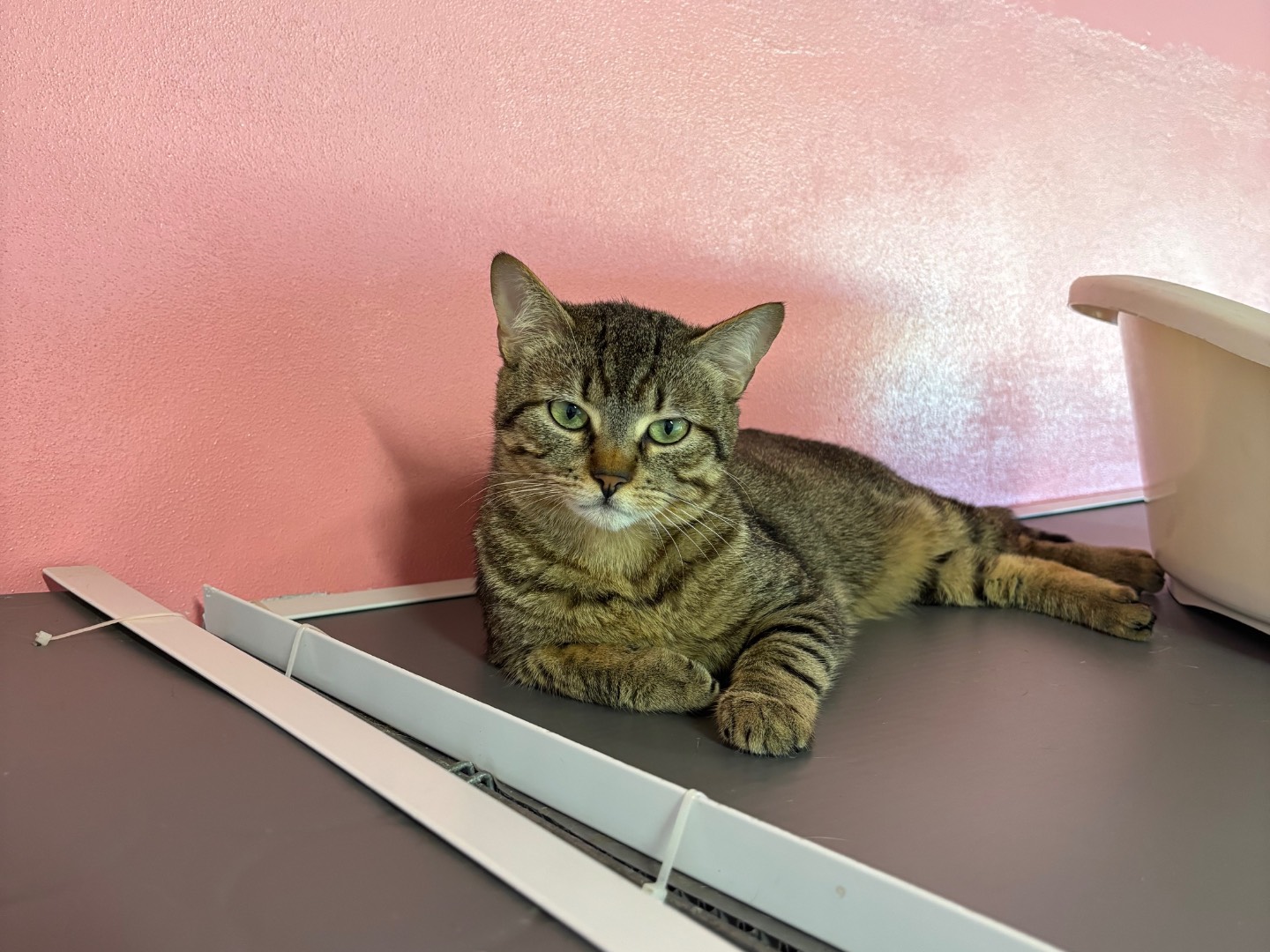 Adotta un gatto, maschio, 10 mesi, Brescia