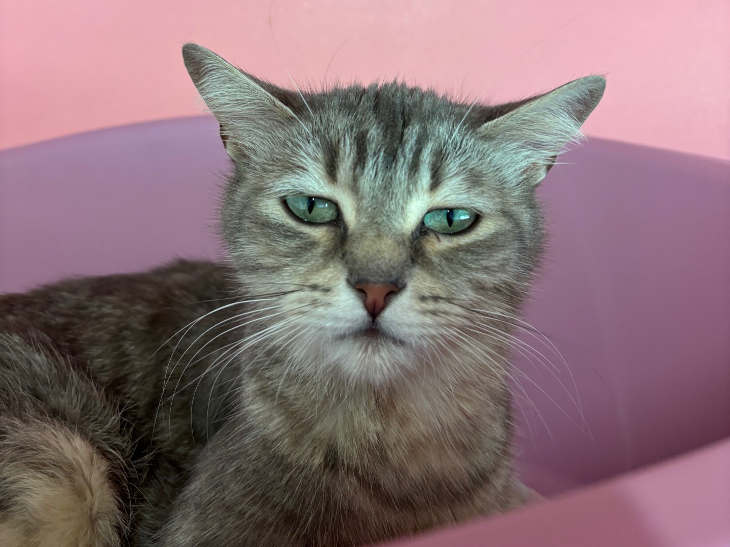 Adotta un gatto, taglia non valida, femmina, Brescia