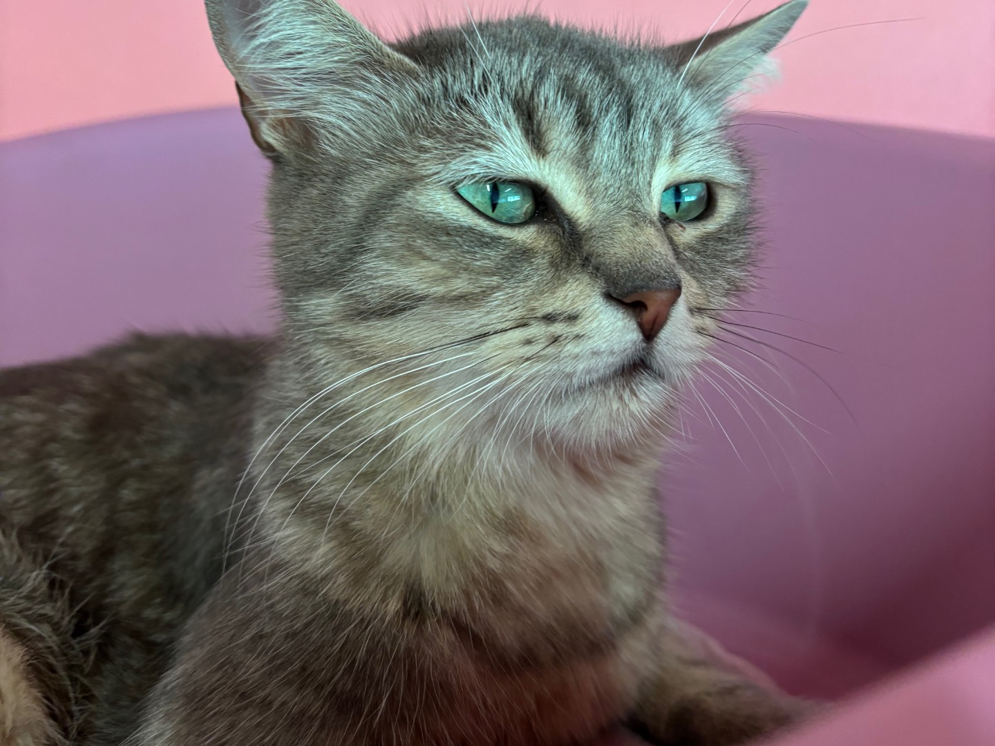 Adotta un gatto, femmina, 4 anni e 2 mesi, Brescia