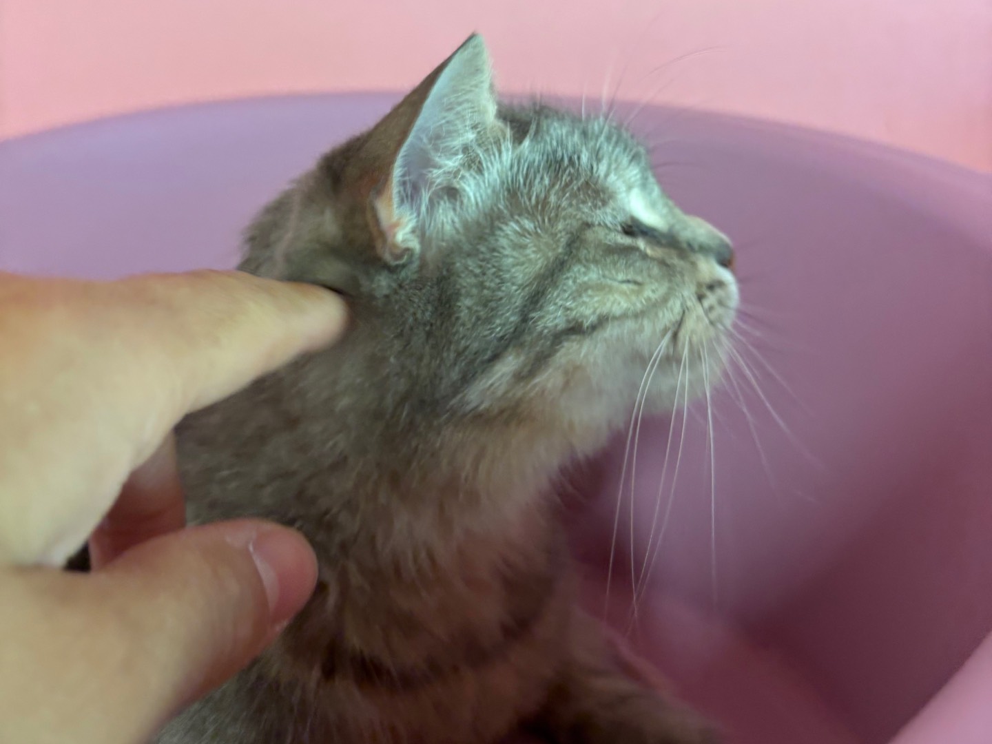 Vuoi adottare un gatto a Brescia?