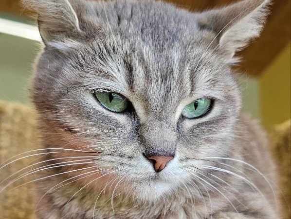 Adotta il gatto Luna a Brescia