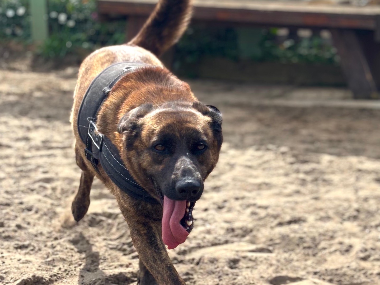 Adozione cane, femmina, Razza sconosciuta Razza sconosciuta, 2 anni e 9 mesi, taglia media, Napoli