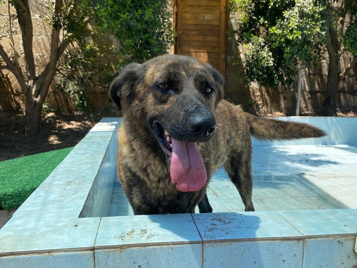 Adotta un cane, femmina, 2 anni e 9 mesi, Napoli
