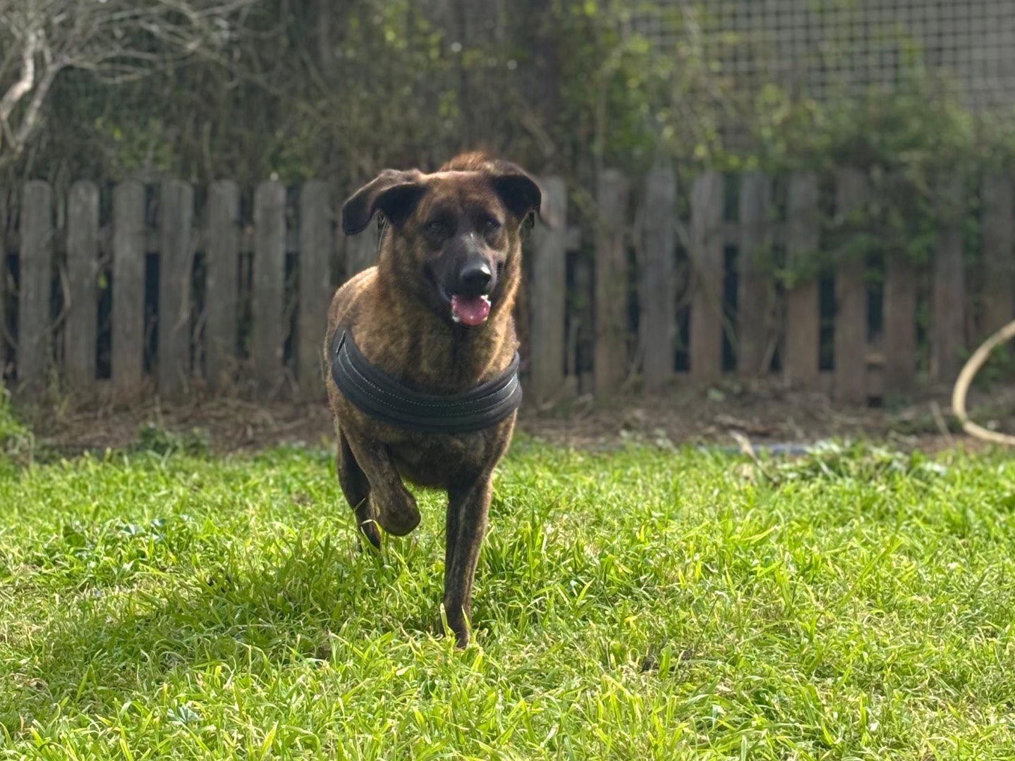 Adotta un cane, taglia media, femmina, Napoli