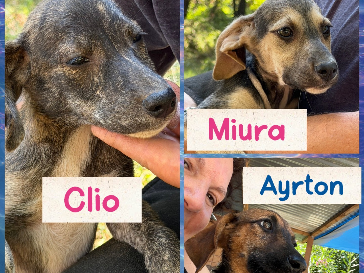 Adozione cane, maschio, Razza sconosciuta Razza sconosciuta, 4 mesi, taglia media, Catanzaro