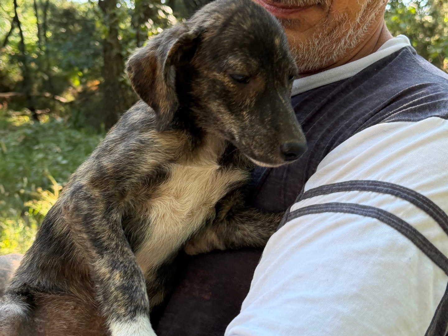 Adotta un cane, maschio, 4 mesi, Catanzaro