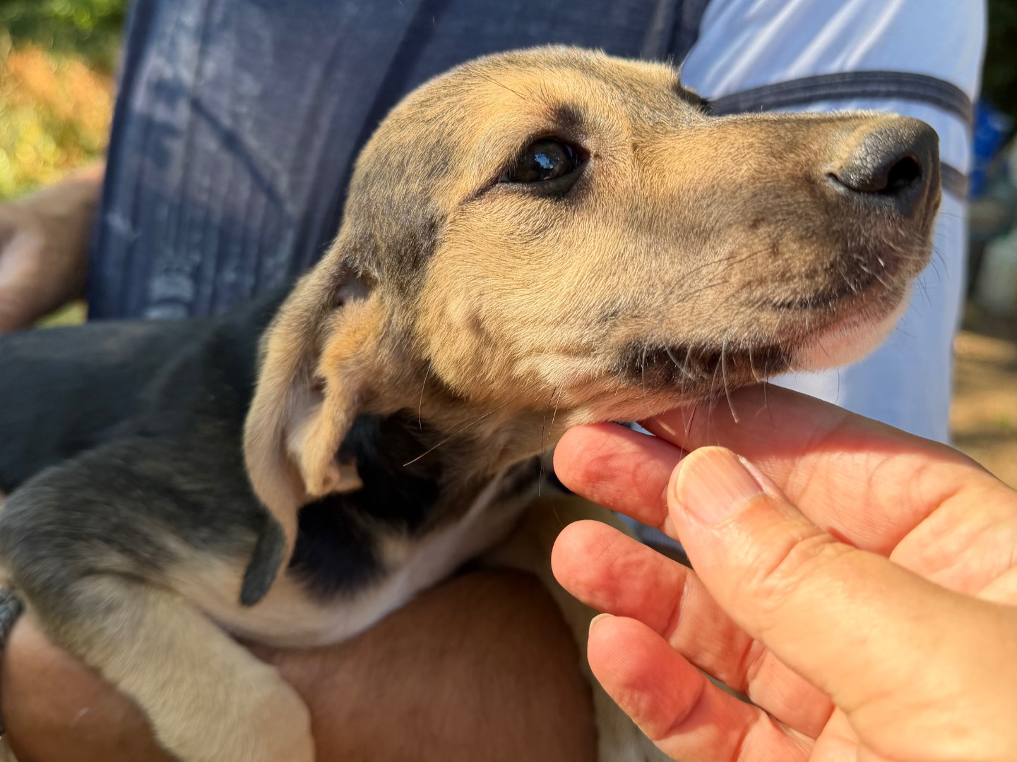 Adotta un cane, taglia media, maschio, Catanzaro