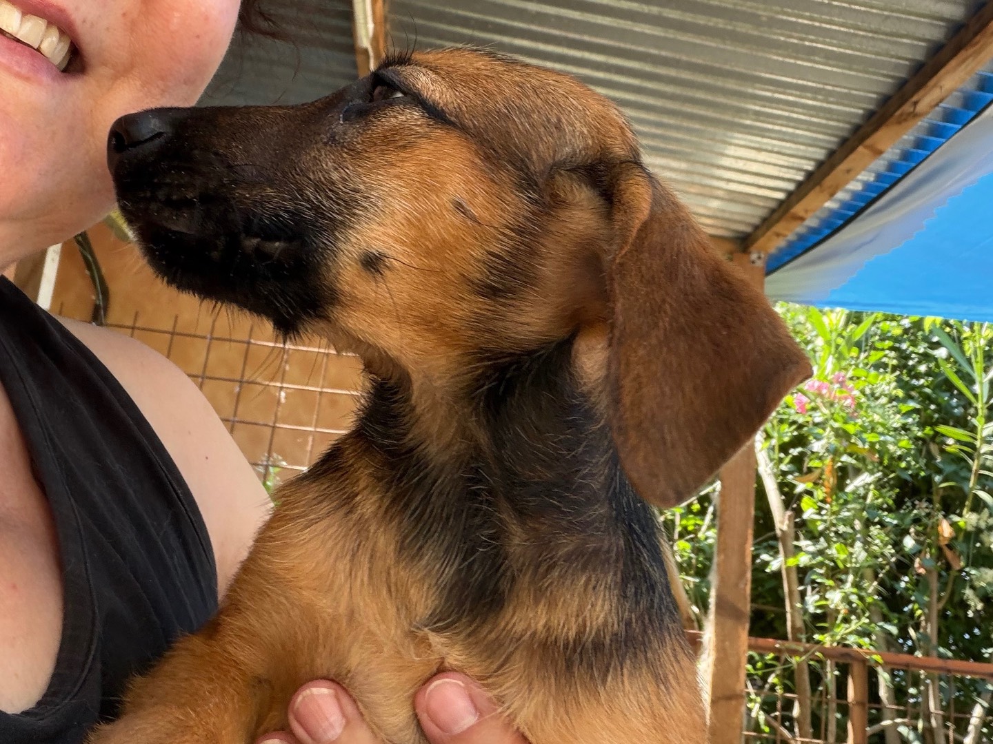 Vuoi adottare un cane a Catanzaro?