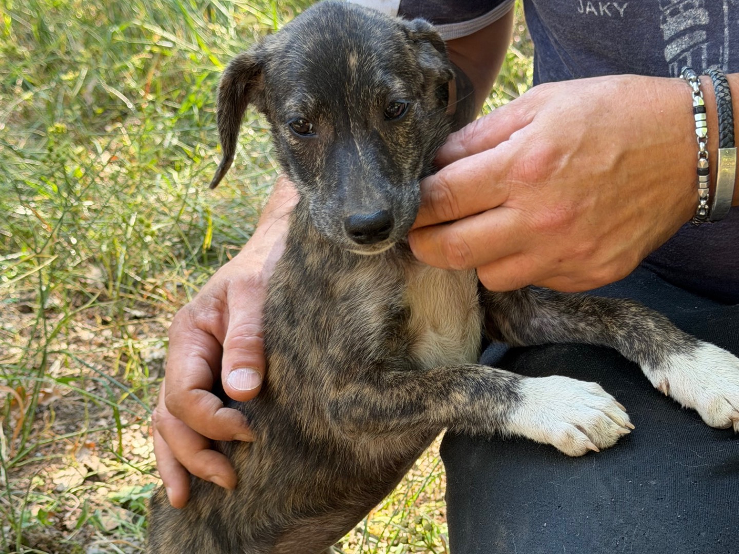 Adotta il cane Ayrton Clio Miura a Catanzaro