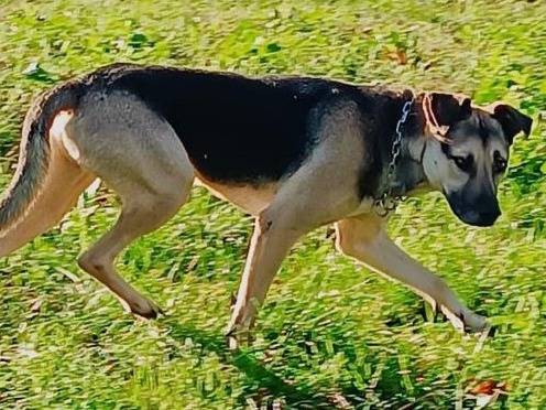 Adotta un cane, taglia media, maschio, Brescia