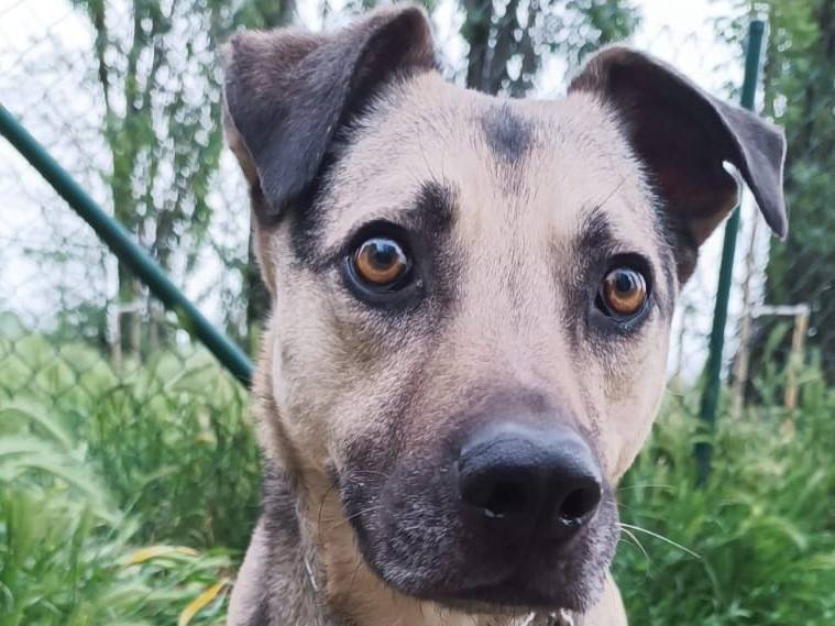 Vuoi adottare un cane a Brescia?