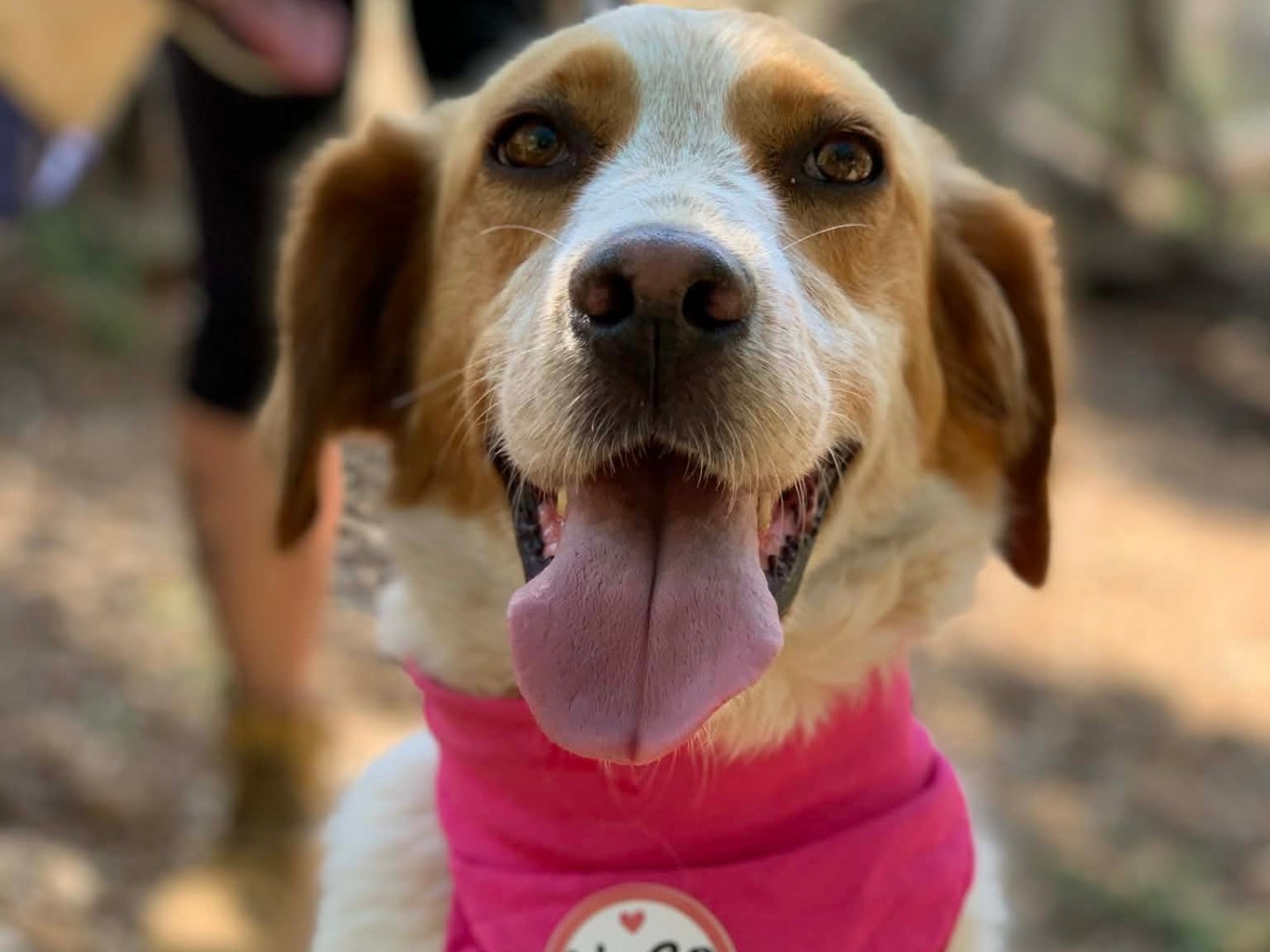 Adotta un cane, femmina, 3 anni, Latina