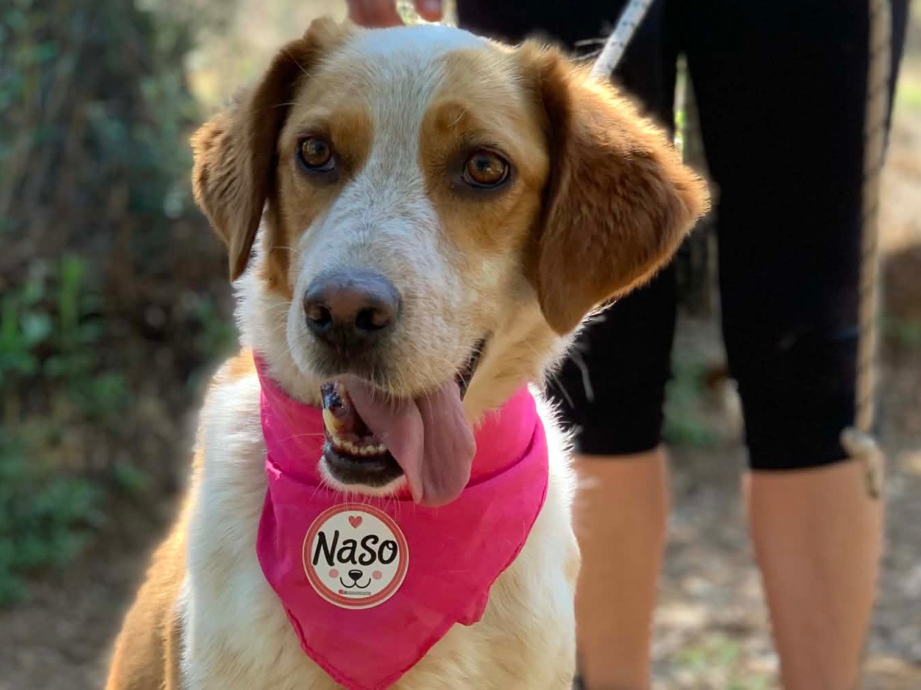 Adozione cane, femmina, Razza sconosciuta Razza sconosciuta, 3 anni, taglia media, Latina