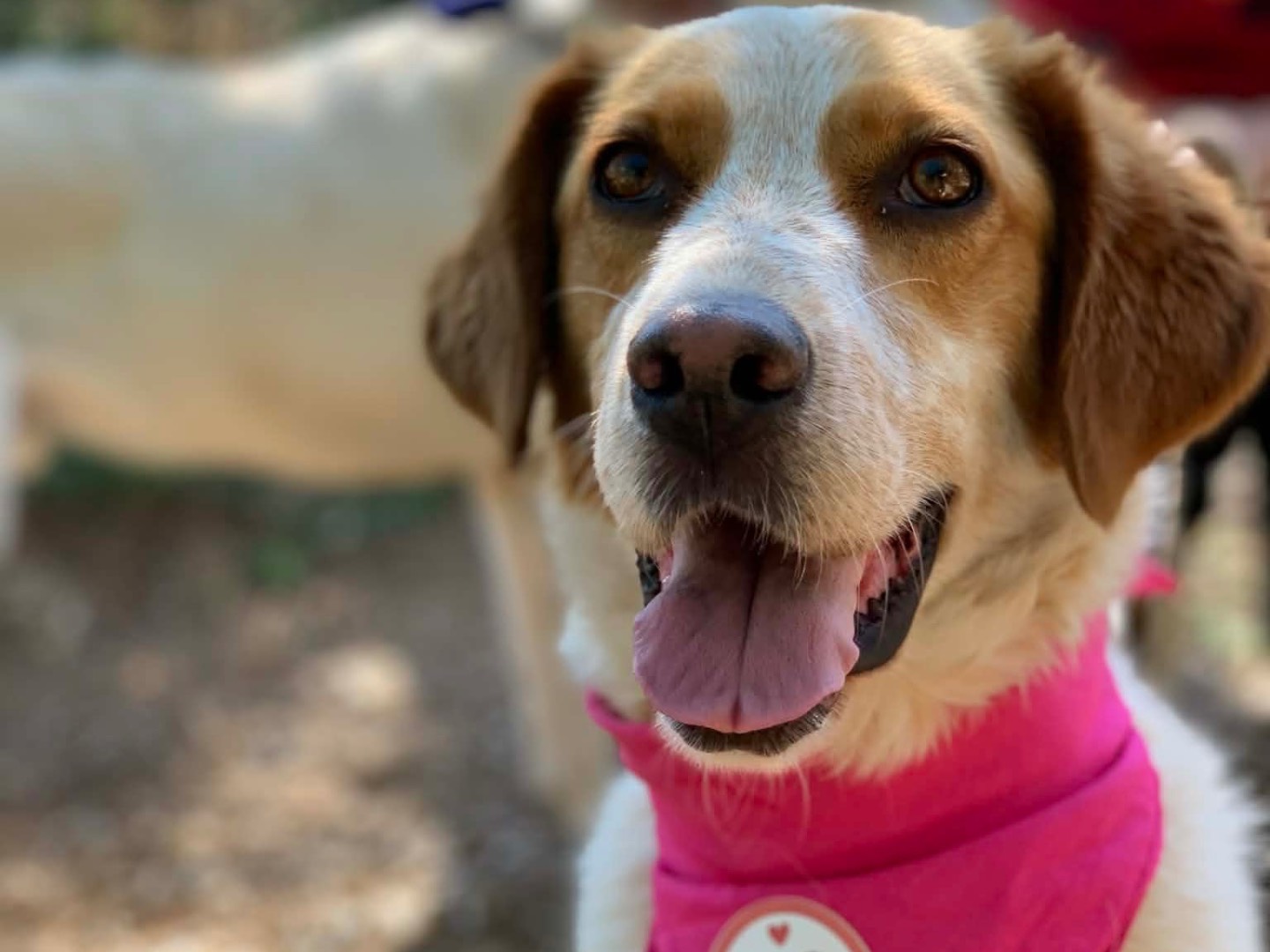 Vuoi adottare un cane a Latina?