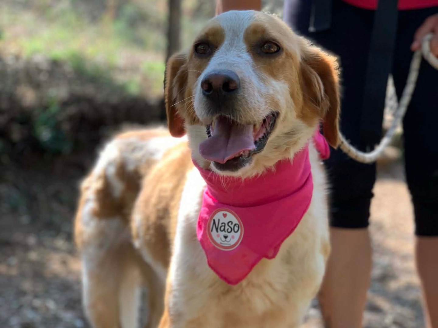 Adotta il cane Carrie a Latina