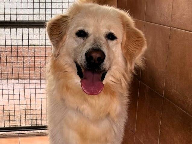 Adozione cane, maschio, Razza sconosciuta Razza sconosciuta, 7 anni e 6 mesi, taglia grande, Milano