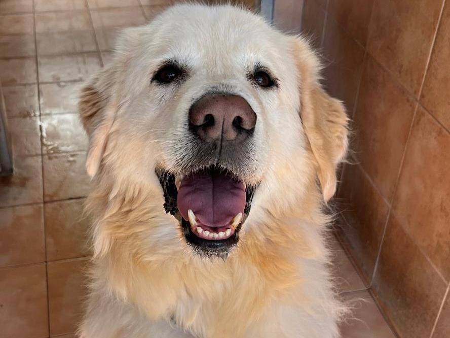 Adotta un cane, maschio, 7 anni e 6 mesi, Milano