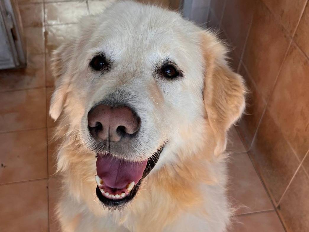 Adotta un cane, taglia grande, maschio, Milano