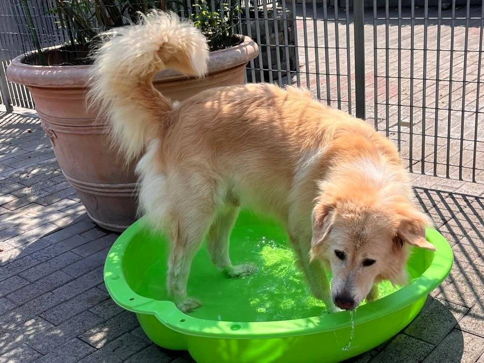 Vuoi adottare un cane a Milano?