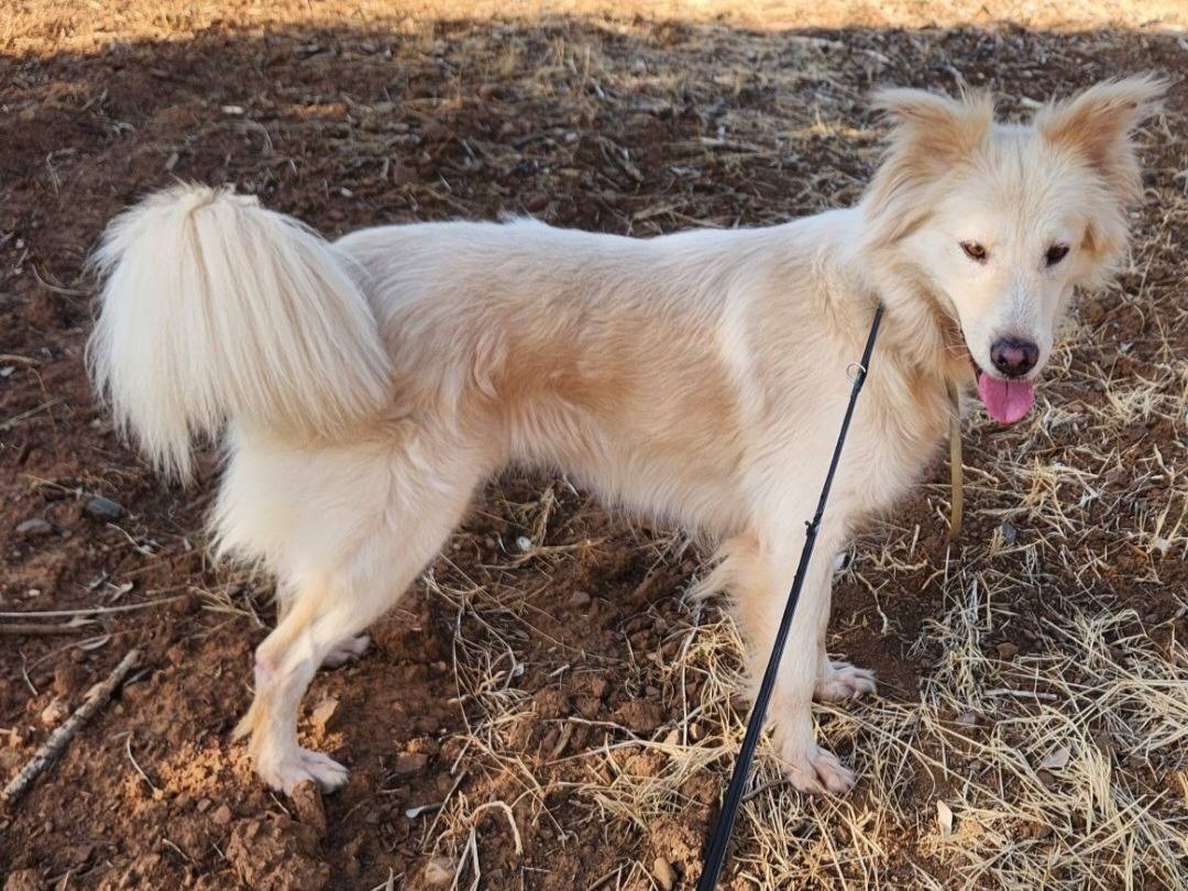 Adozione cane, femmina, Razza sconosciuta Razza sconosciuta, 3 anni e 1 mese, taglia media, Cosenza