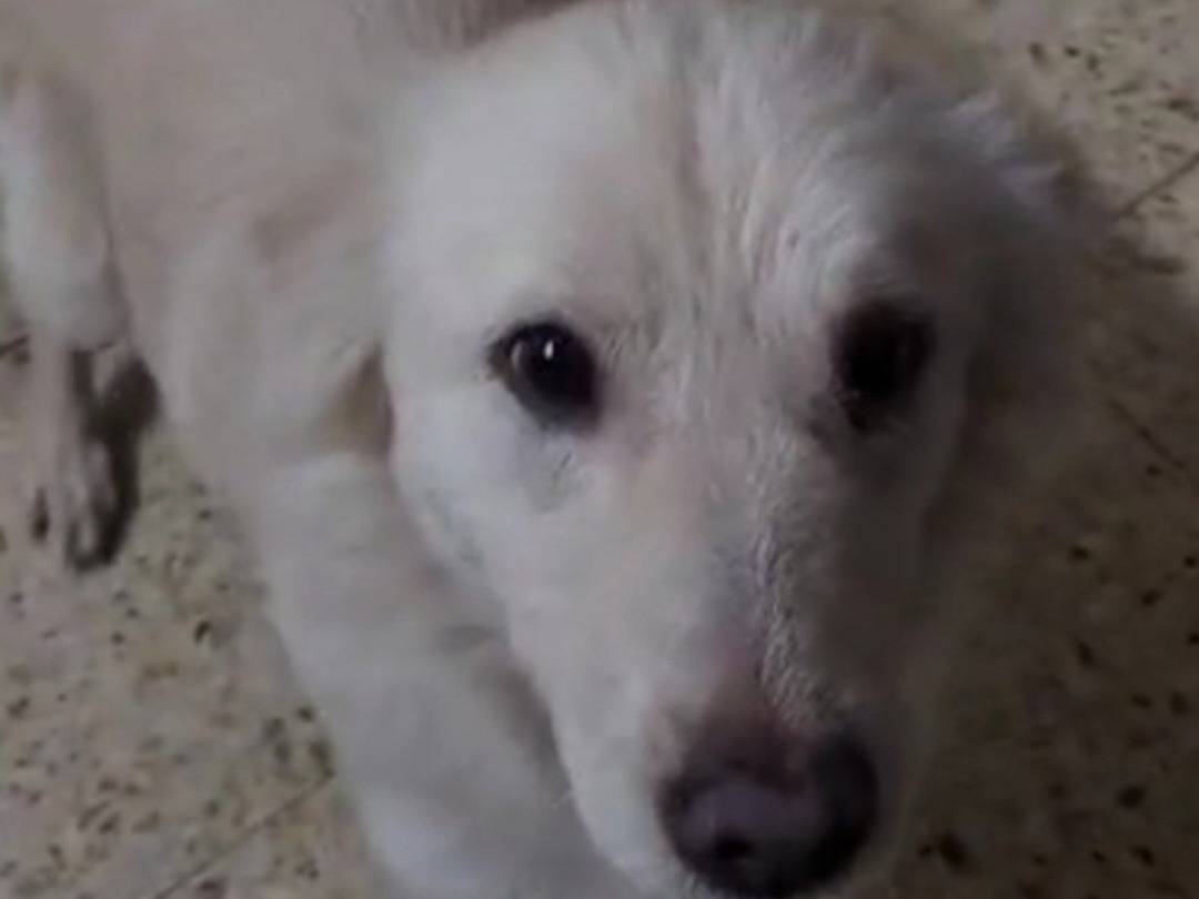 Adotta un cane, femmina, 3 anni e 1 mese, Cosenza