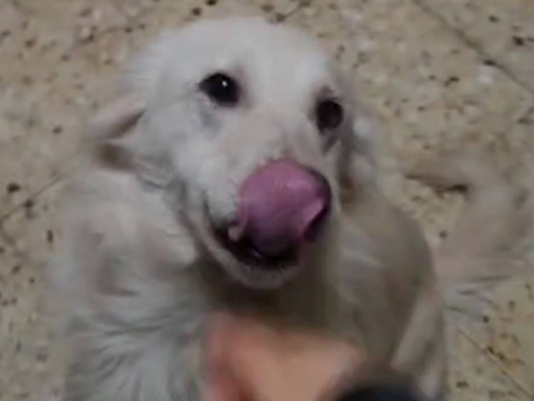 Adotta un cane, taglia media, femmina, Cosenza
