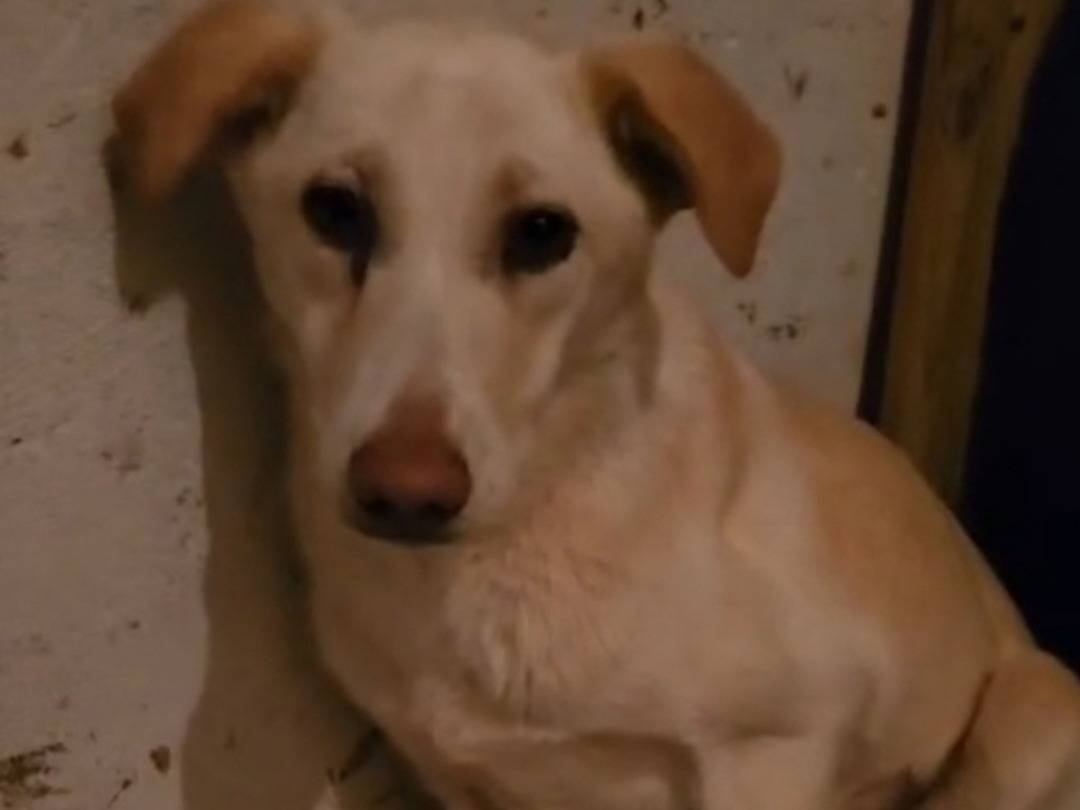 Adotta il cane Vera a Cosenza