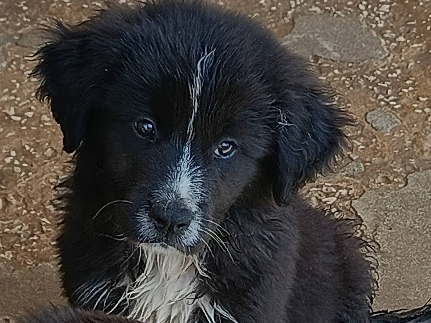 Adozione cane, femmina, Pastore maremmano Razza sconosciuta, 2 mesi, taglia media, Trapani