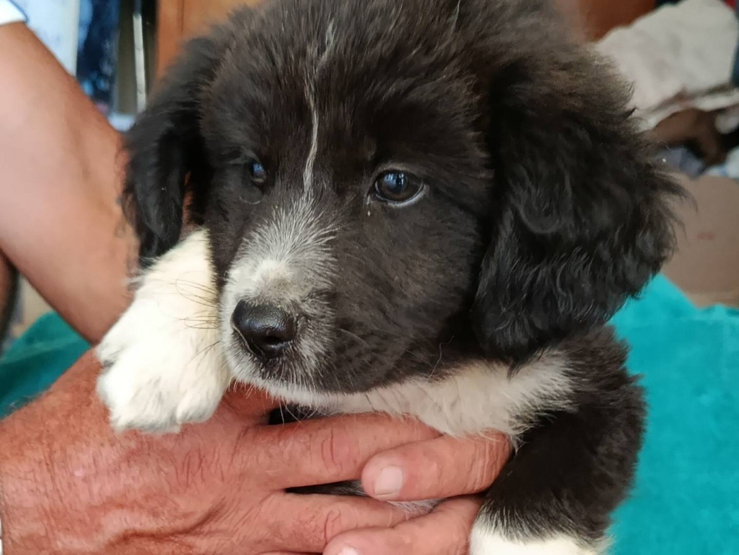 Adotta un cane, femmina, 2 mesi, Trapani