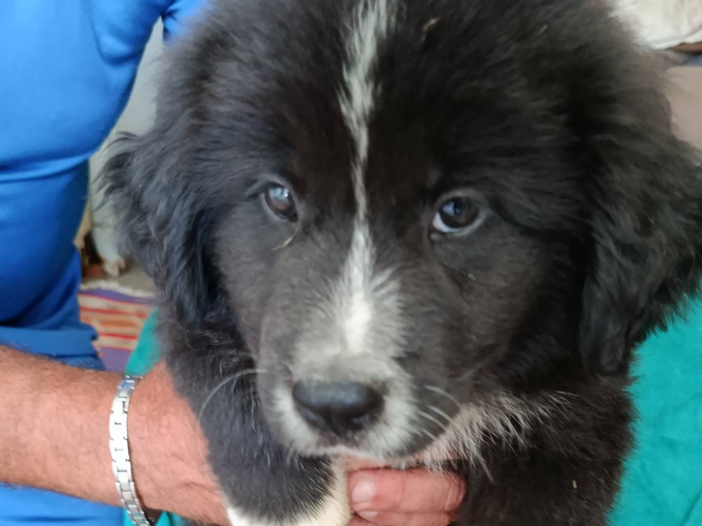 Adotta un cane, taglia media, femmina, Trapani