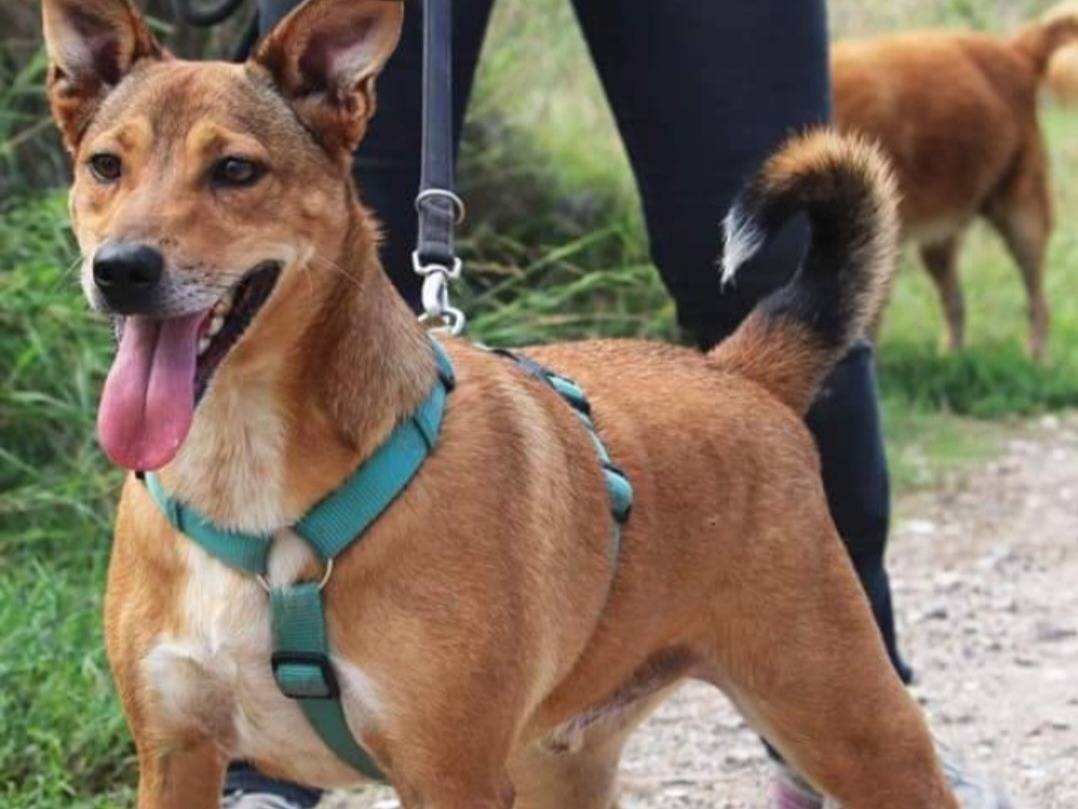 Adozione cane, maschio, Razza sconosciuta Razza sconosciuta, 4 anni e 10 mesi, taglia media contenuta, Napoli