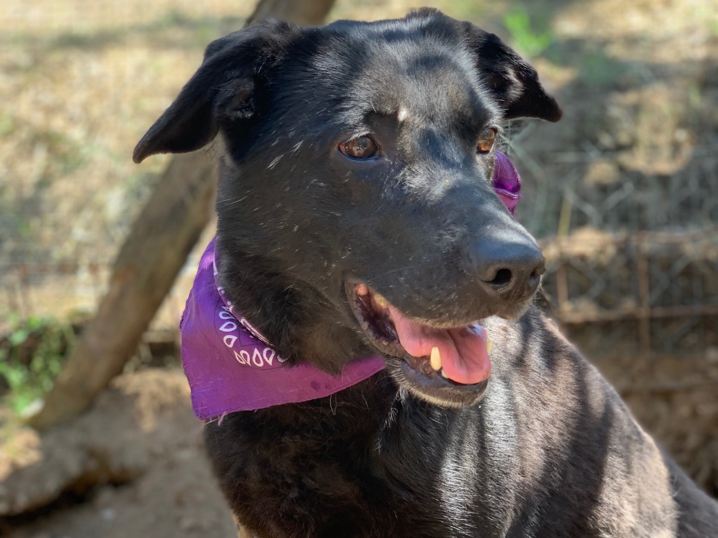 Adotta un cane, femmina, 9 anni e 7 mesi, Latina