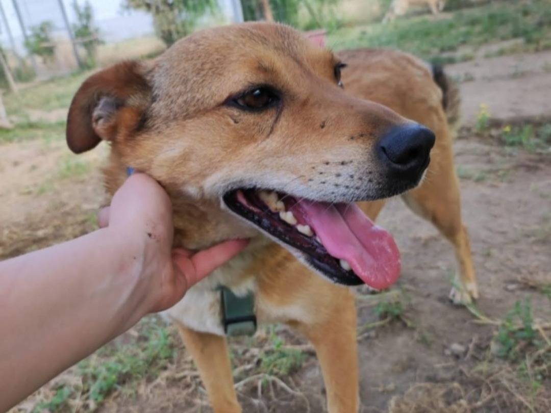 Adotta un cane, maschio, 4 anni e 10 mesi, Napoli