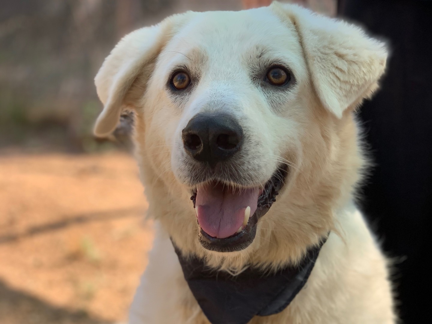 Adozione cane, maschio, Razza sconosciuta Razza sconosciuta, 3 anni e 1 mese, taglia grande, Latina