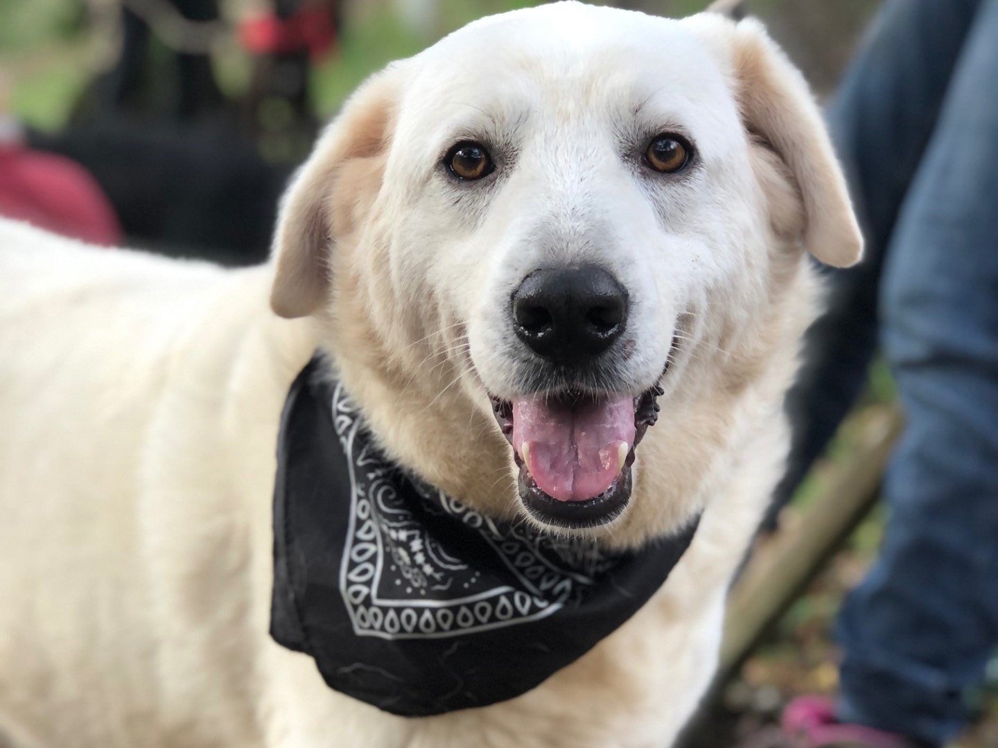 Adotta un cane, maschio, 3 anni e 1 mese, Latina