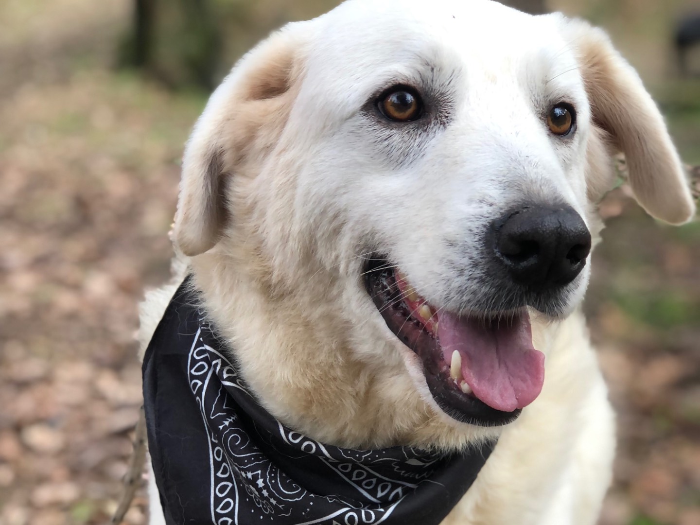 Vuoi adottare un cane a Latina?