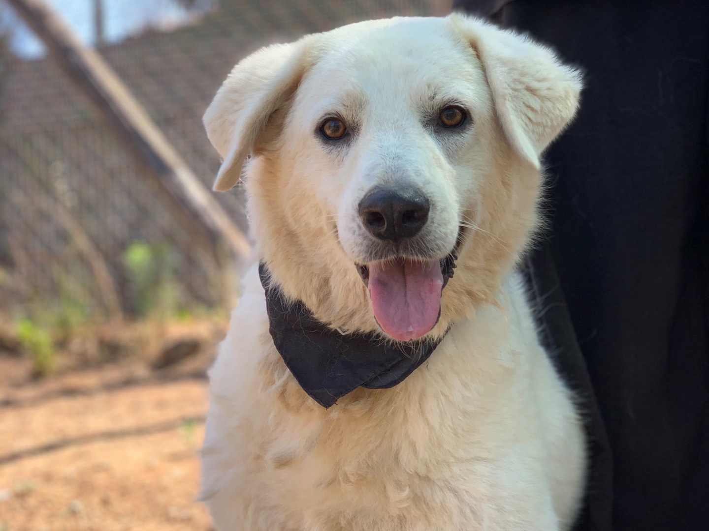 Adotta il cane Jon Snow  a Latina