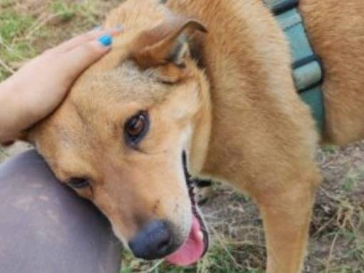 Vuoi adottare un cane a Napoli?