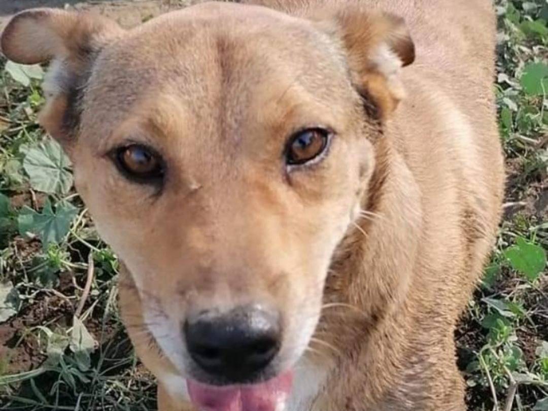 Adotta il cane Bruno a Napoli