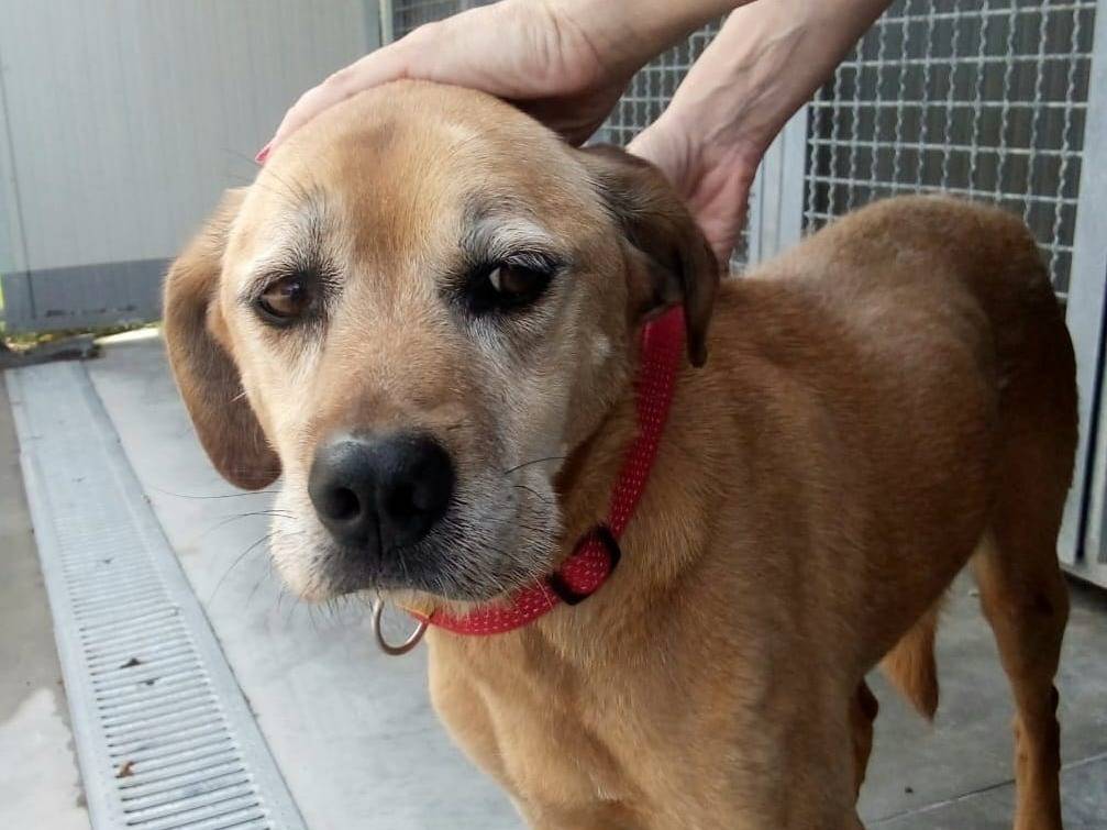 Adozione cane, femmina, Razza sconosciuta Razza sconosciuta, 13 anni e 3 mesi, taglia media, Teramo