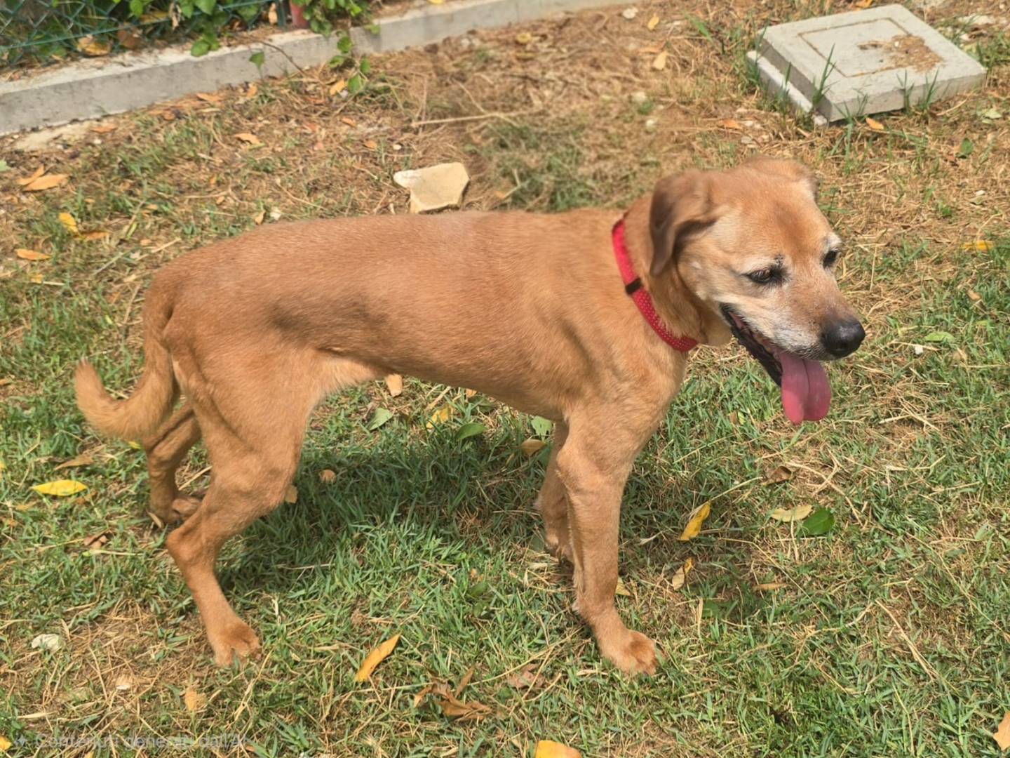 Adotta un cane, femmina, 13 anni e 3 mesi, Teramo