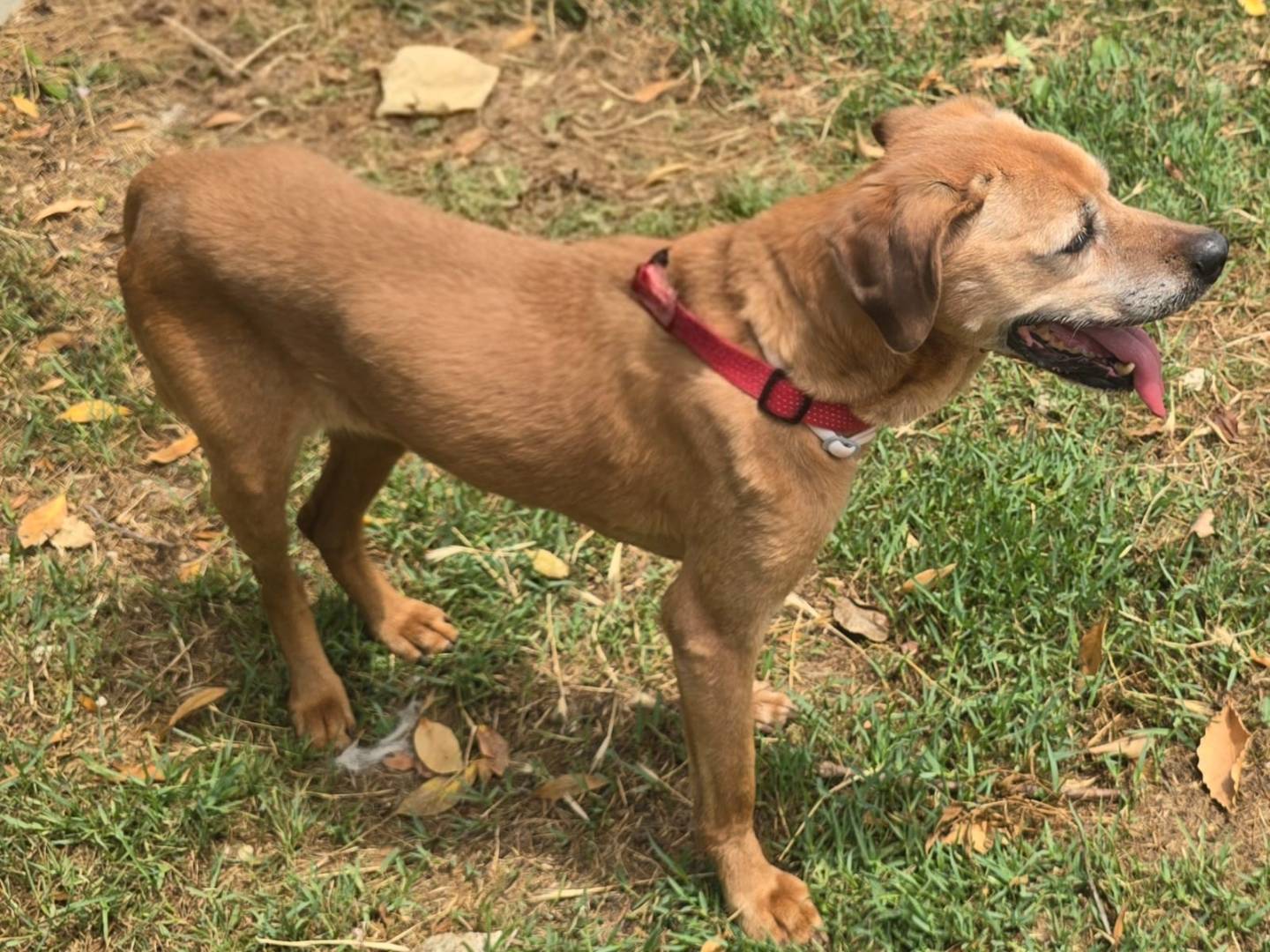 Adotta un cane, taglia media, femmina, Teramo