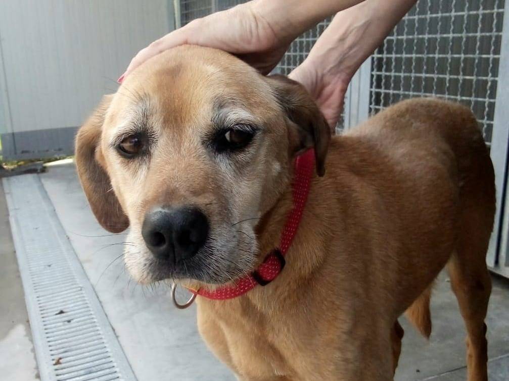 Adotta il cane Seme a Teramo