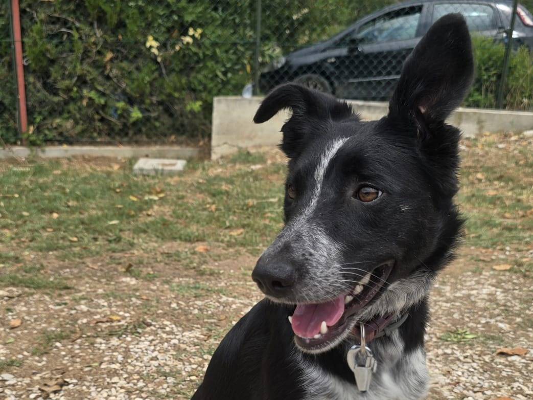 Adozione cane, femmina, Razza sconosciuta Razza sconosciuta, 3 anni e 2 mesi, taglia media contenuta, Teramo