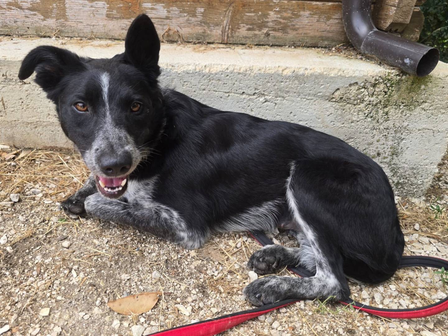 Adotta un cane, femmina, 3 anni e 2 mesi, Teramo