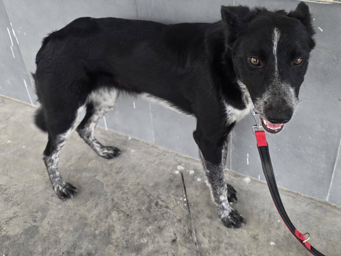 Vuoi adottare un cane a Teramo?